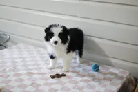 Ace, a male Border Collie for sale in Wilmington, NC – Photo 2 of 7