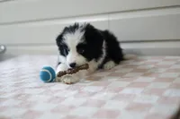 Ace, a male Border Collie for sale in Wilmington, NC – Photo 4 of 7