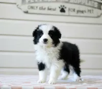 Ace, a male Border Collie for sale in Wilmington, NC – Photo 1 of 7