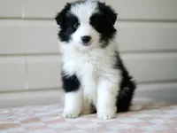 Ace, a male Border Collie for sale in Wilmington, NC – Photo 3 of 7