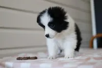 Tia, a female Border Collie for sale in Wilmington, NC – Photo 7 of 10