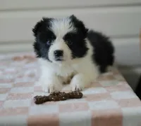 Tia, a female Border Collie for sale in Wilmington, NC – Photo 1 of 10