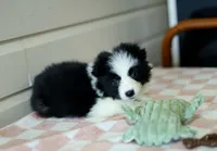 Tia, a female Border Collie for sale in Wilmington, NC – Photo 8 of 10