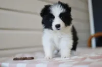 Tia, a female Border Collie for sale in Wilmington, NC – Photo 6 of 10