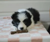 Tia, a female Border Collie for sale in Wilmington, NC – Photo 2 of 10