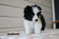 Tia, a female Border Collie for sale in Wilmington, NC – Photo 3 of 10