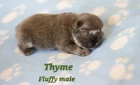 Thyme, a male French Bulldog for sale in Wilmington, NC – Photo 2 of 5