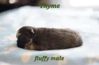 Thyme, a male French Bulldog for sale in Wilmington, NC – Photo 4 of 5