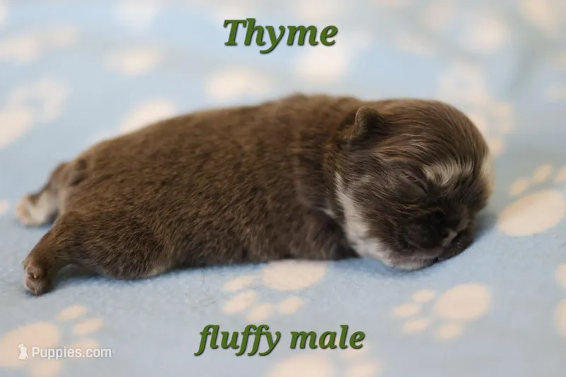 Thyme – French Bulldog puppy for sale in Wilmington, NC
