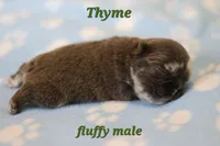 Thyme, a male French Bulldog for sale in Wilmington, NC – Photo 1 of 5