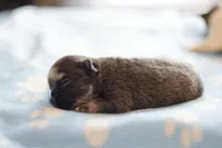 Thyme, a male French Bulldog for sale in Wilmington, NC – Photo 3 of 5