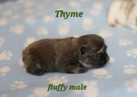 Thyme, a male French Bulldog for sale in Wilmington, NC – Photo 5 of 5