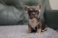 Lilly, a female French Bulldog for sale in Wilmington, NC – Photo 2 of 6