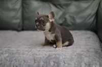 Lilly, a female French Bulldog for sale in Wilmington, NC – Photo 5 of 6