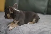 Lilly, a female French Bulldog for sale in Wilmington, NC – Photo 4 of 6