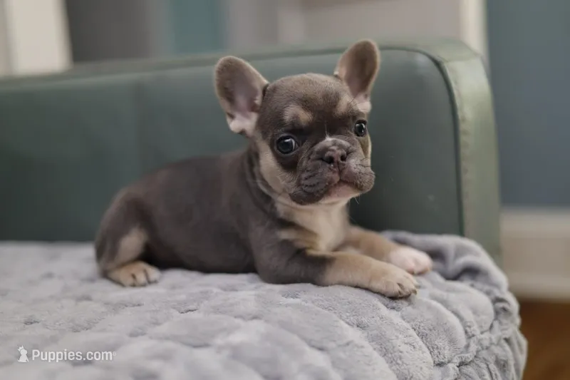 Lilly – French Bulldog puppy for sale in Wilmington, NC