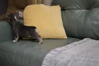 Lilly, a female French Bulldog for sale in Wilmington, NC – Photo 6 of 6