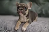 Lilly, a female French Bulldog for sale in Wilmington, NC – Photo 3 of 6