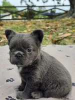 Rosemary , a female French Bulldog for sale in Wilmington, NC – 4 of 6