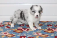 Pebbles, a female Border Collie for sale in Wilmington, NC – Photo 1 of 6