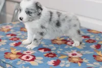 Pebbles, a female Border Collie for sale in Wilmington, NC – Photo 4 of 6