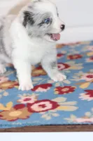 Pebbles, a female Border Collie for sale in Wilmington, NC – Photo 3 of 6