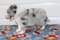 Pebbles, a female Border Collie for sale in Wilmington, NC – Photo 5 of 6