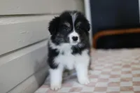 Halle, a female Border Collie for sale in Wilmington, NC – Photo 4 of 10