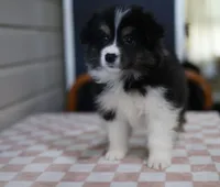 Halle, a female Border Collie for sale in Wilmington, NC – Photo 2 of 10