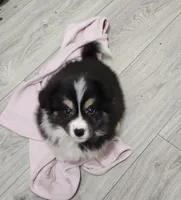 Halle, a female Border Collie for sale in Wilmington, NC – Photo 8 of 10