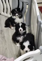 Halle, a female Border Collie for sale in Wilmington, NC – Photo 9 of 10