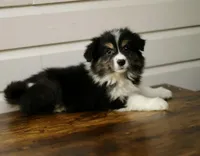 Halle, a female Border Collie for sale in Wilmington, NC – Photo 10 of 10