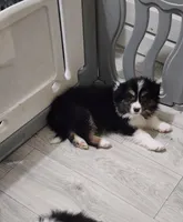 Halle, a female Border Collie for sale in Wilmington, NC – Photo 6 of 10