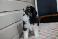 Halle, a female Border Collie for sale in Wilmington, NC – Photo 3 of 10