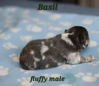 Basil, a male French Bulldog for sale in Wilmington, NC – Photo 7 of 7