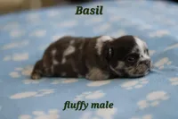Basil, a male French Bulldog for sale in Wilmington, NC – Photo 3 of 7