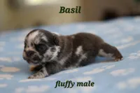 Basil, a male French Bulldog for sale in Wilmington, NC – Photo 1 of 7