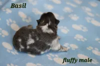 Basil, a male French Bulldog for sale in Wilmington, NC – Photo 4 of 7