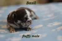 Basil, a male French Bulldog for sale in Wilmington, NC – Photo 2 of 7