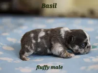 Basil, a male French Bulldog for sale in Wilmington, NC – Photo 5 of 7