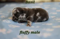 Basil, a male French Bulldog for sale in Wilmington, NC – Photo 6 of 7