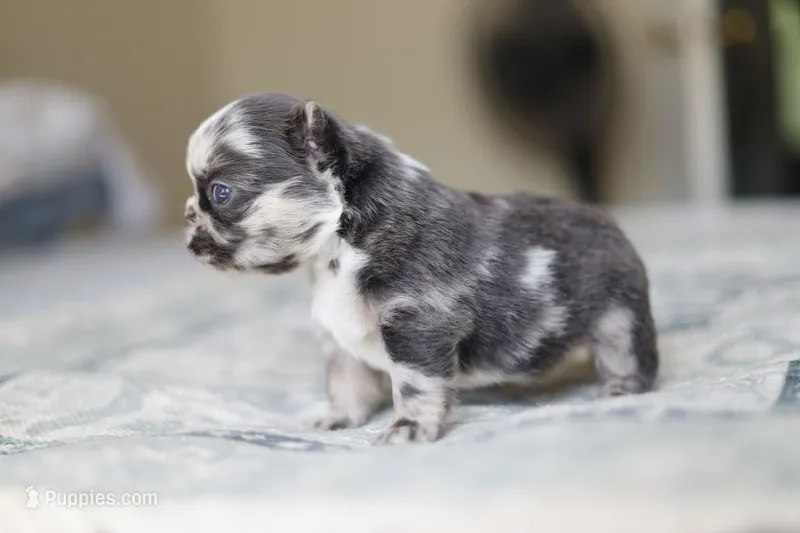 Basil- fluffy boy – French Bulldog puppy for sale in Wilmington, NC