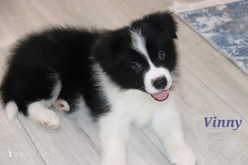 Vinny, a male Border Collie for sale in Wilmington, NC – Photo 1 of 9