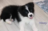 Vinny, a male Border Collie for sale in Wilmington, NC – Photo 1 of 9