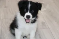 Vinny, a male Border Collie for sale in Wilmington, NC – Photo 2 of 9