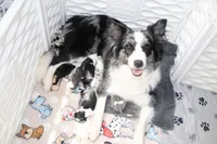 Vinny, a male Border Collie for sale in Wilmington, NC – Photo 9 of 9