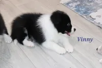 Vinny, a male Border Collie for sale in Wilmington, NC – Photo 5 of 9