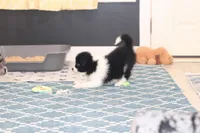 Vinny, a male Border Collie for sale in Wilmington, NC – Photo 6 of 9