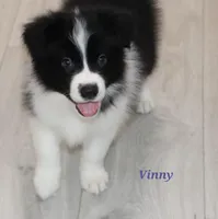 Vinny, a male Border Collie for sale in Wilmington, NC – Photo 4 of 9