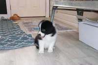 Vinny, a male Border Collie for sale in Wilmington, NC – Photo 7 of 9